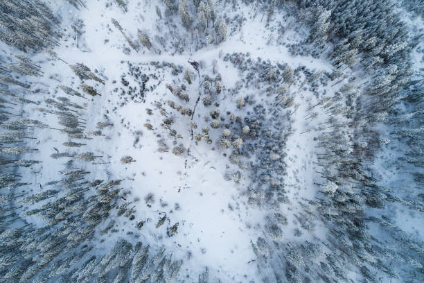 istock Aerial Flight Trees at Morning Peaks 1045420954