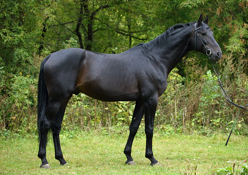 Corredor de caballo negro en un prado contra granja photo