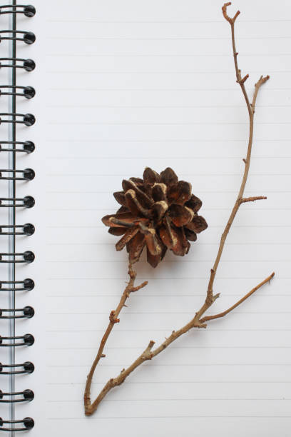 istock notebook, gold pen and concert on the desk, dry cones and branches decorated table 1045427376