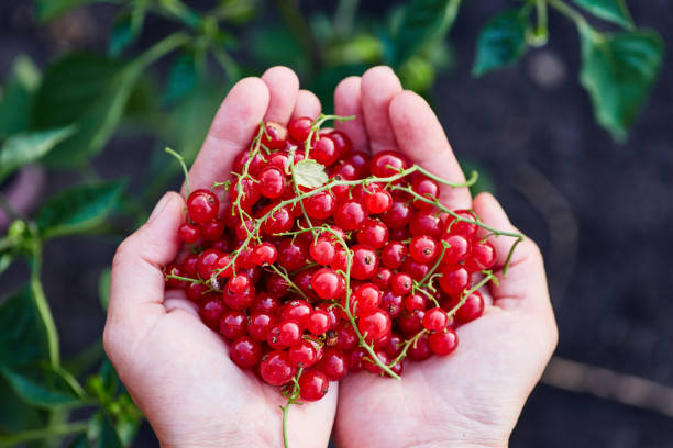 istock Hands of a girl with a red currant 1045431356