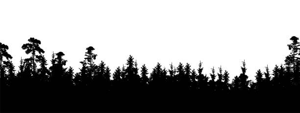 illustrazioni stock, clip art, cartoni animati e icone di tendenza di silhouette realistica della cima dell'albero nella foresta di conifere, con spazio per il testo - vettore, isolato su sfondo bianco - backwoods