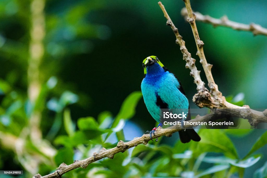 Paradise tanager Paradise tanager sitting in a tree in the rainforest Animal Stock Photo