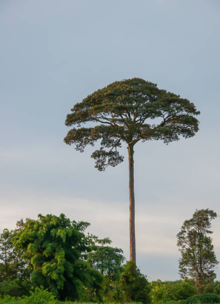 istock Tall trees in the middle of the forest. 1045443480