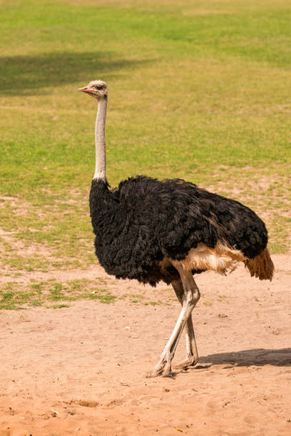 autruche africaine - young bird beak feather ostrich photos et images de collection