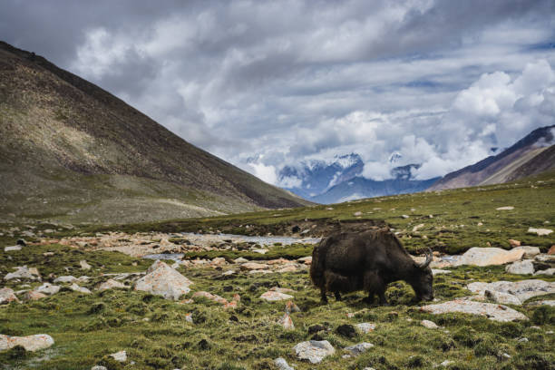 Yak eating grass up in the Himalayas. stock photo