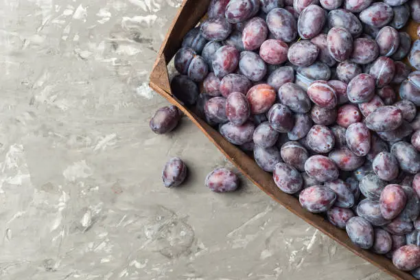 Fresh blue plum lies in the wooden box, on a dark, concrete table. Top view. Copy space