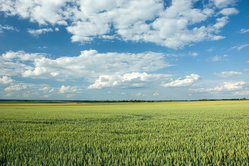 Big green field of wheat, horizon and white clouds on blue sky
