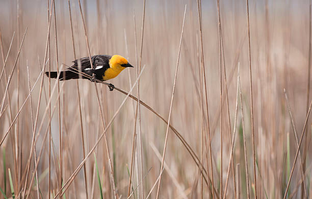 istock Yellow Headed Blackbird in Cattails 104544901