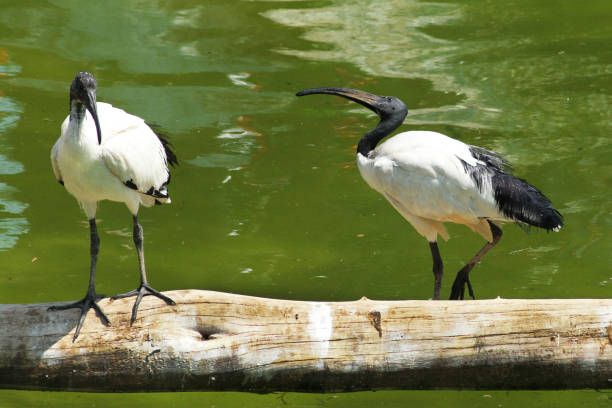 istock Cooppia of Sacred Ibis (Threskiornis aethiopicus) 1045453670