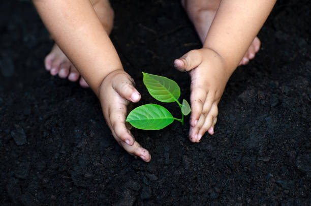 istock tree sapling Baby Hand On the dark ground, the concept implanted children's consciousness into the environment 1045453812