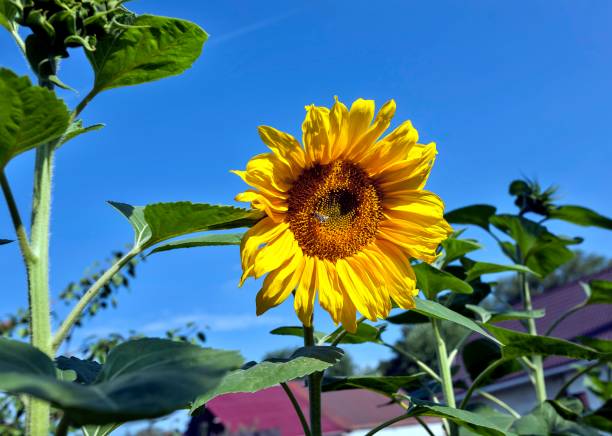 istock bright yellow sunflower against the blue sky 1045453970