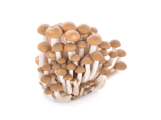 istock fresh shimeji (brown beech) mushroom on white background 1045454844
