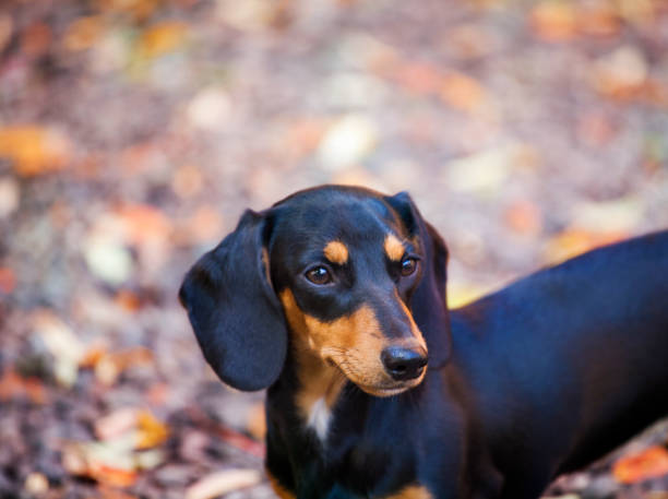 istock Dachshund dog autumn garden 1045455084