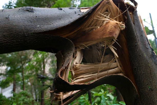 istock broken trees after a strong storm went through close up 1045462878