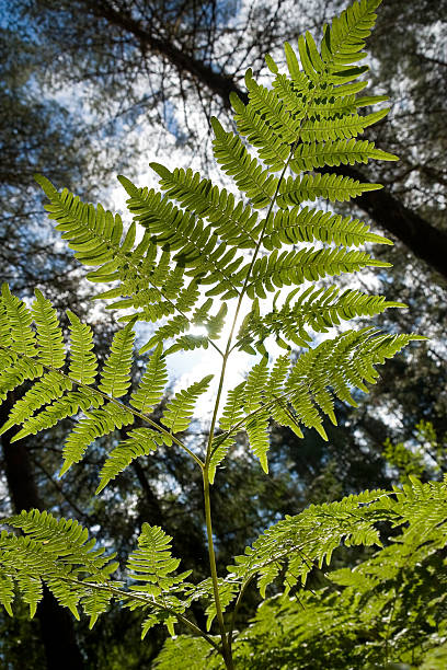 istock branch of fern 104546486