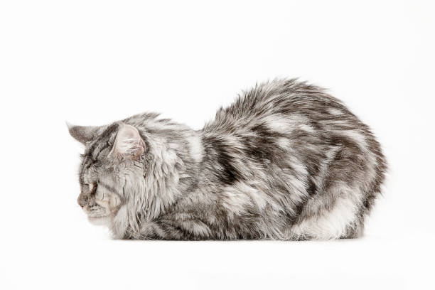 istock Maine Coon sitting and looking away, isolated on white 1045470554