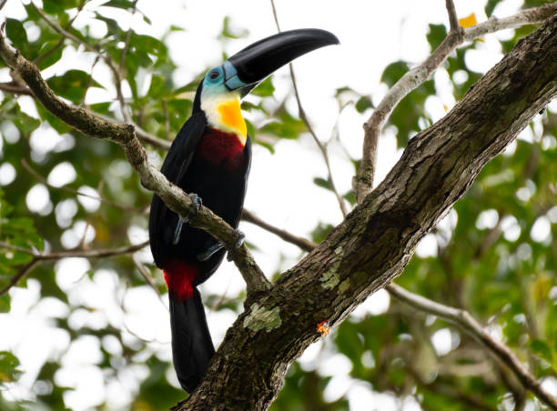 Channel Billed Toucan Channel Billed Toucan perches in a tree above me.  Shot taken in Trinidad and Tobago. channel billed toucan stock pictures, royalty-free photos & images