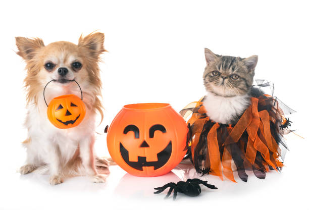 istock exotic shorthair kitten and chihuahua 1045478450