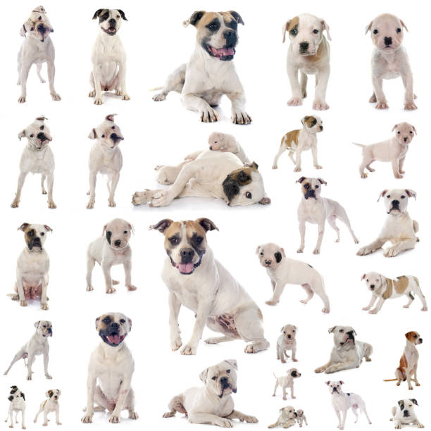 istock group of american bulldog 1045480850