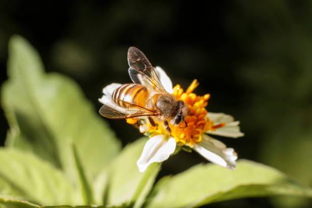 istock Bees on white flowers have yellow stamens. 1045480870