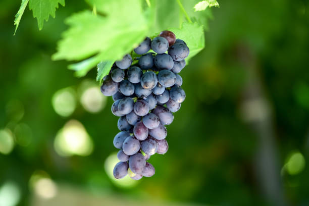 Bunches of ripe grapes on the vineyard
