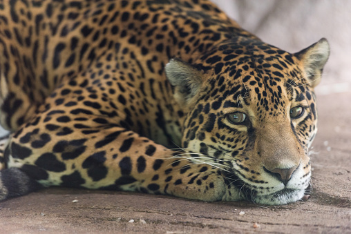 A resting Jaguar