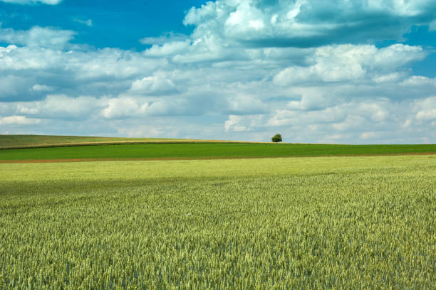 istock Green wheat field, lonely tree and clouds in the sky 1045483246