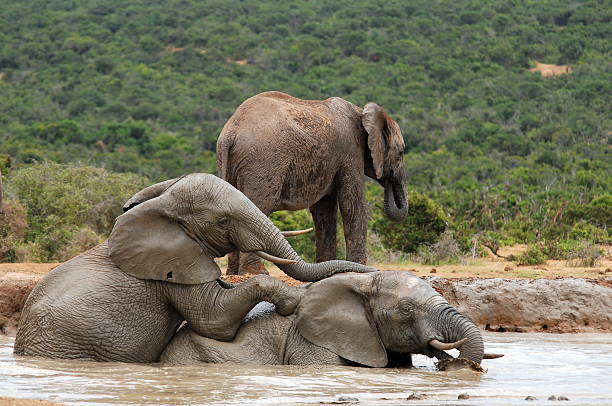 elefantes bañándose en lugar de agua - south africa addo animal elephant fotografías e imágenes de stock