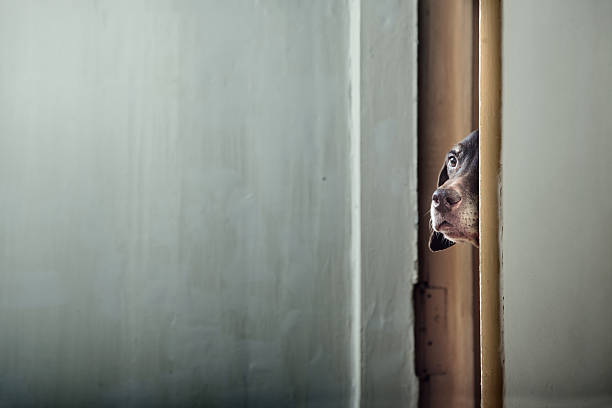istock Dog peering through crack between door and wall 104550439