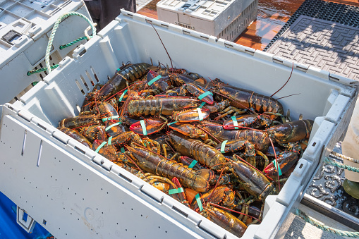 Fresh lobsters in storage bins recently harvested and delivered to the dock