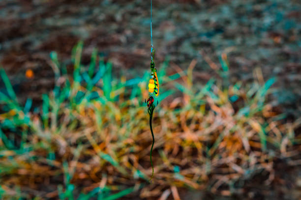 The bait for the fish. Wobbler for spinning. Close-up.