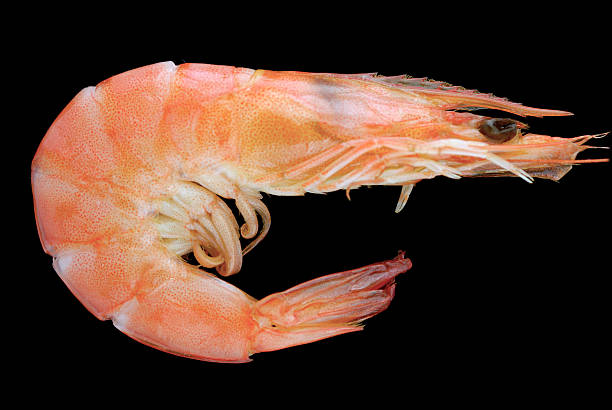 Shrimp stock photo