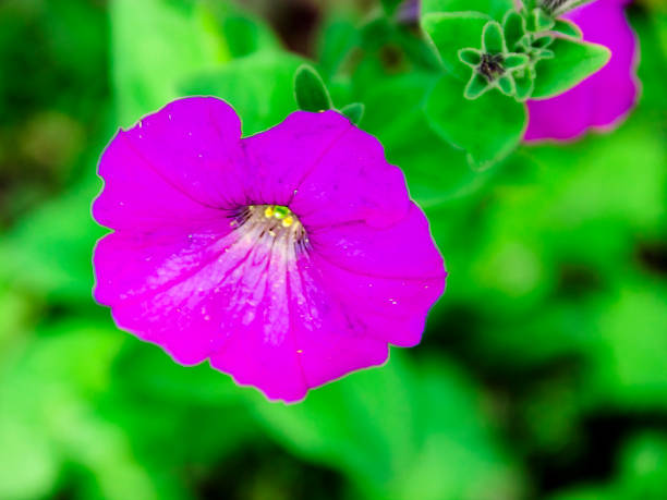 beauyiful duży liliowy kwiat petunia z bliska latem - beauyiful zdjęcia i obrazy z banku zdjęć