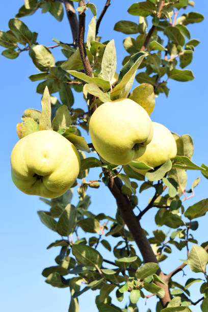 istock Small quince orchard in autumn 1045511814