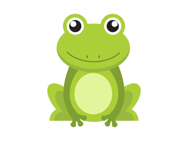 illustrations, cliparts, dessins animés et icônes de personnage de dessin animé mignon grenouille verte isolé sur fond blanc - bullfrog frog amphibian wildlife