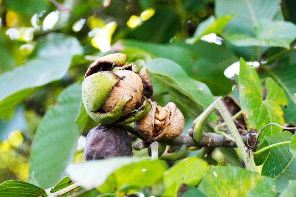 graines de noix mûres accroché sur un arbre et prêt pour la récolte - walnut photos et images de collection