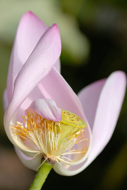 lotus flower stock photo