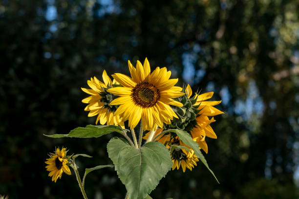 istock Close-up of a bright yellow sunflower (Helianthus annuus) 1045524128