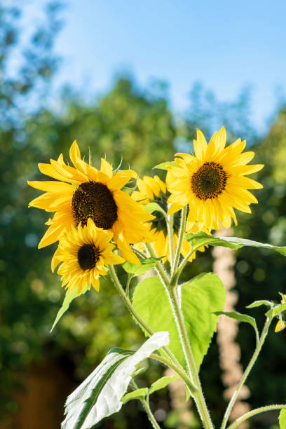 istock Close-up of a bright yellow sunflower (Helianthus annuus) 1045524192