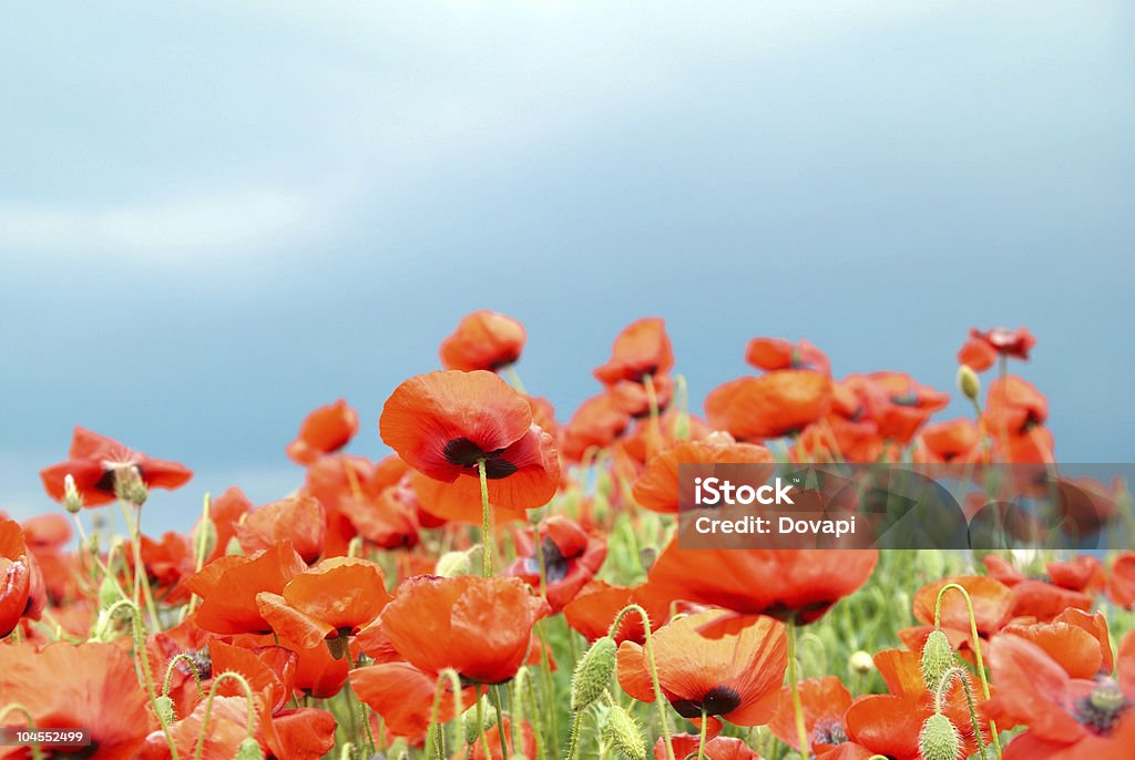 Poppies no campo - Foto de stock de Ajardinado royalty-free