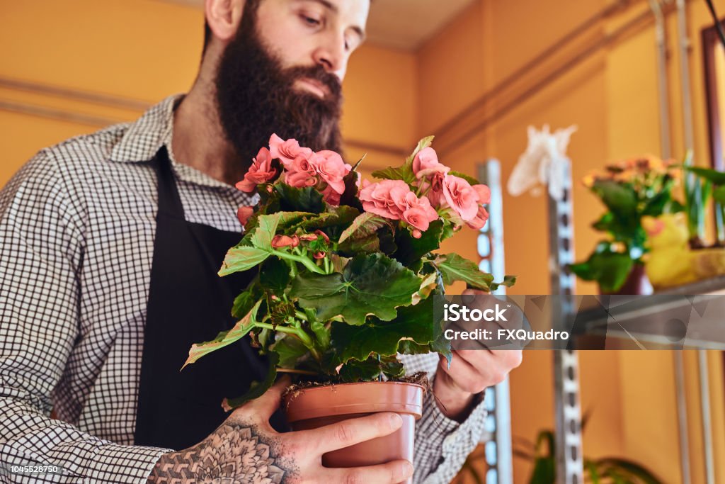 Professional Male Florist With Beard And Tattoo On His Hand Wearing Uniform  Holds Pot With A Bouquet Of Flowers In Flower Shop Stock Photo - Download  Image Now - iStock