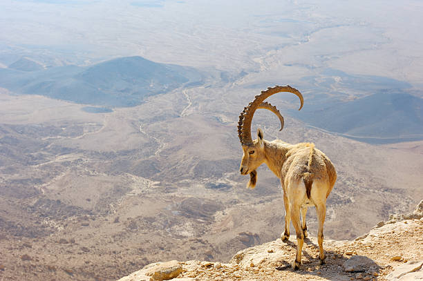istock Landscape of the Makhtesh Ramon with longhorn watching over 104553047