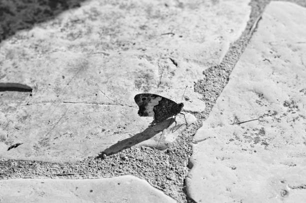 Isolated black and white butterfly on the ground (Marche, Italy, Europe)