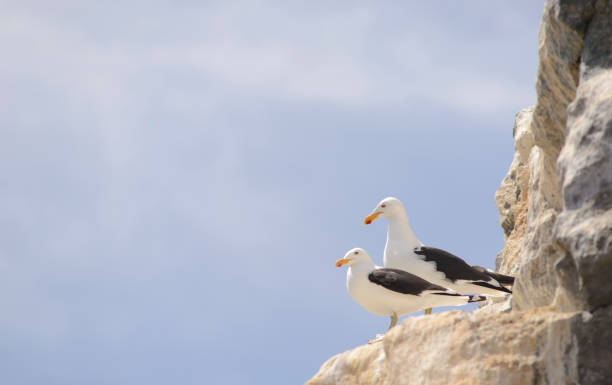 istock Seagull couple looking from the wall 1045532960