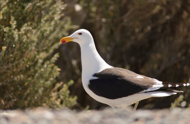 istock Seagull posing for the photo 1045533968
