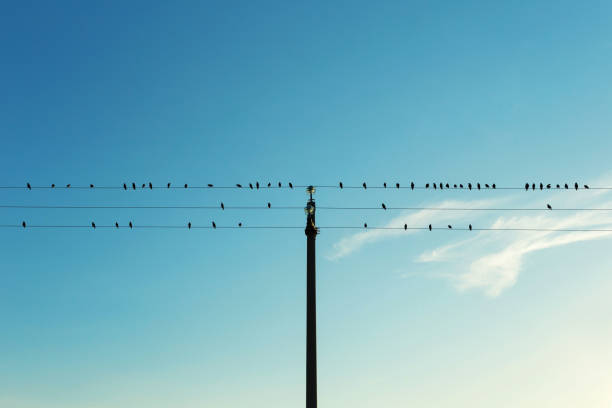 istock Flock of birds on electric cables, clear sky 1045540748