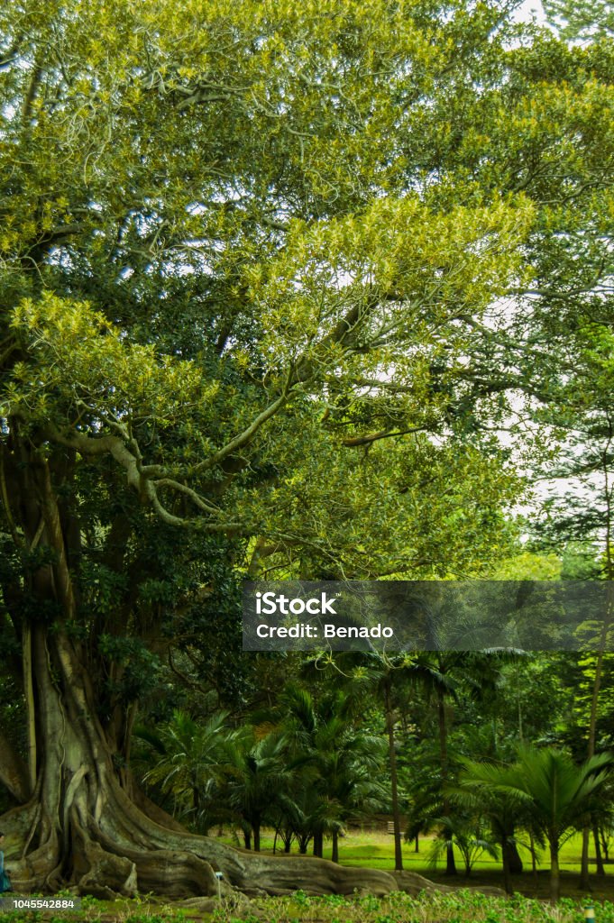 Ficus macrophylla ... Amphibian Stock Photo