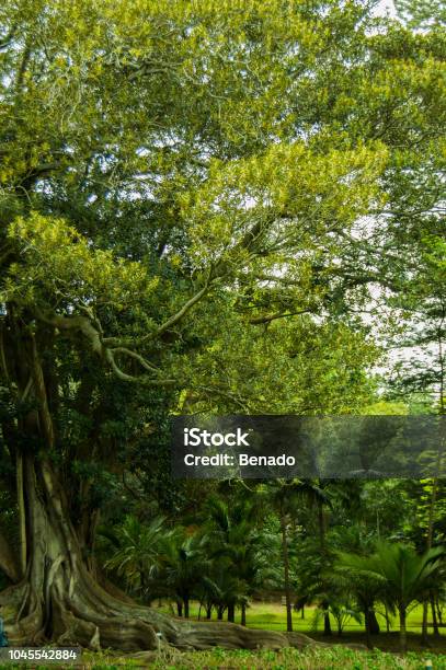 Ficus Macrophylla Stock Photo - Download Image Now - Amphibian, Animal, Animal Wildlife