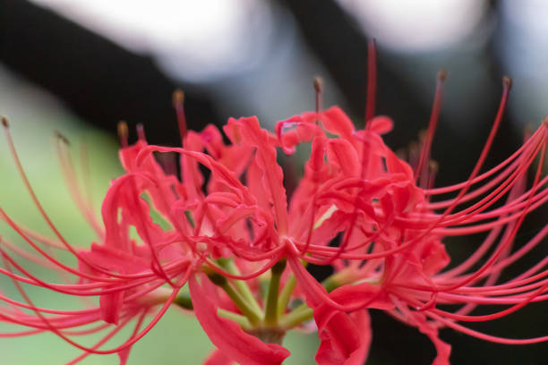 istock A cluster amaryllis at Saitama Prefecture, Japan 1045543304