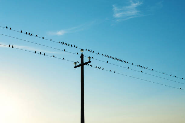 istock Flock of birds on electric cables, clear sky 1045543430